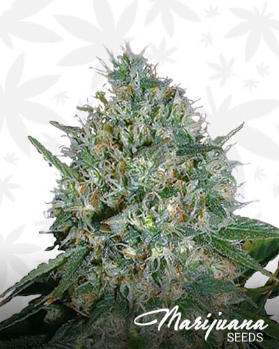 Afghani 1 IBL