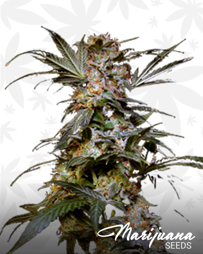 Afghani Black Domina Hybrid 1