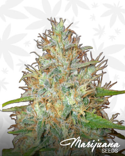 Afghani CBD