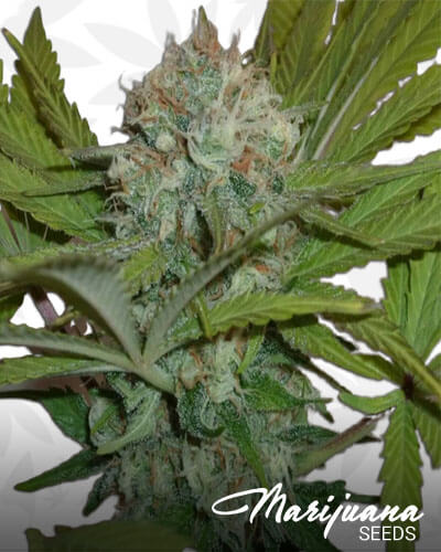 Afghani Gold