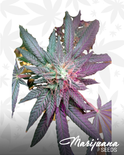 Afghani Landrasse