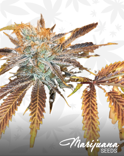 Afghani Orange