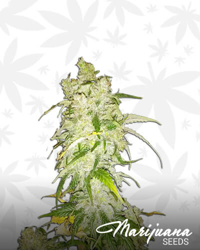 Afghani