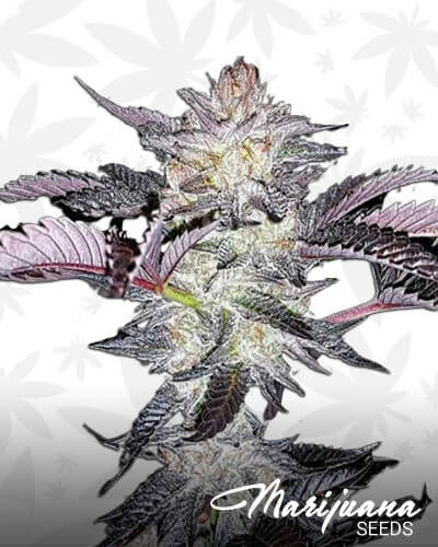 Afghanimal