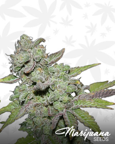 Afghooey 1