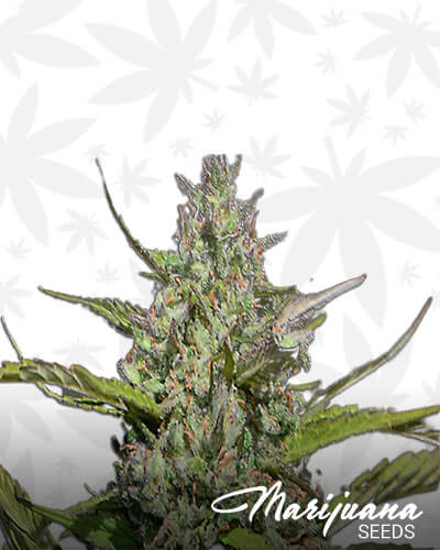 Alien Bubba