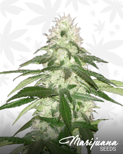 Alien Cookies