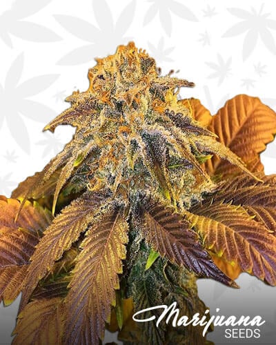 Alien Dawg