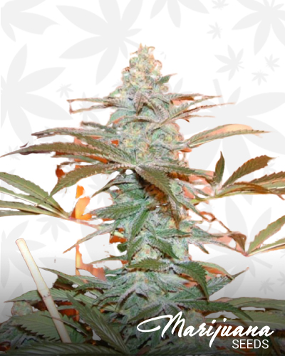 Alien Dojo F2