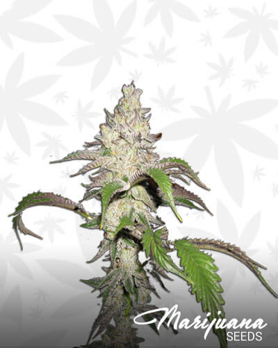 Alien Kush