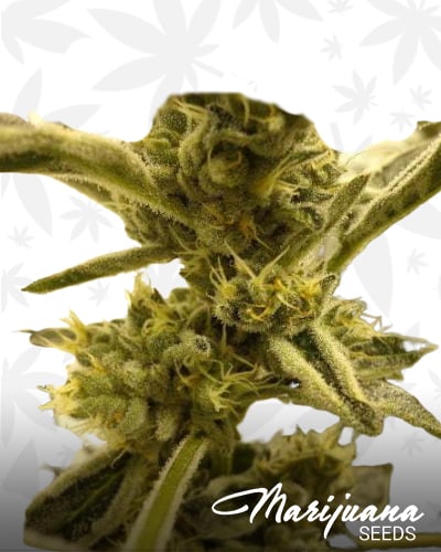 Alien OG Kush