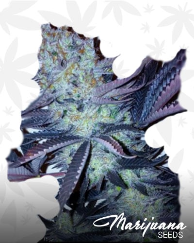 Alien Stardawg