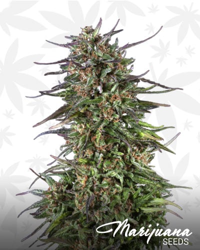 Allen Wrench
