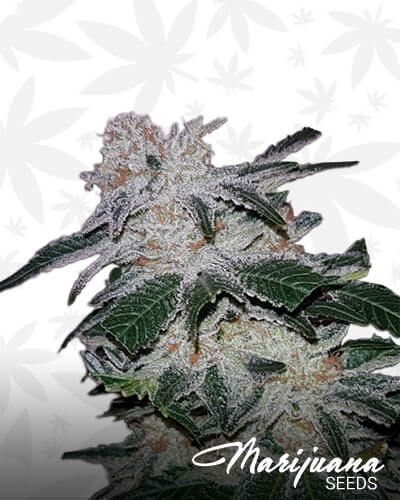 Allkush