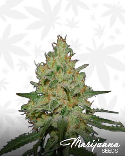 Amazing Haze