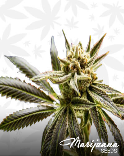 American Kush