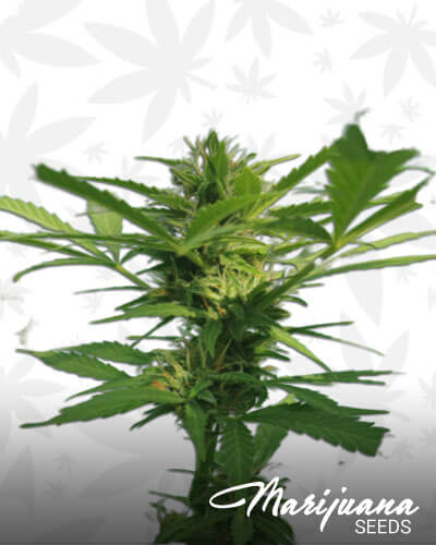 Ammi Haze