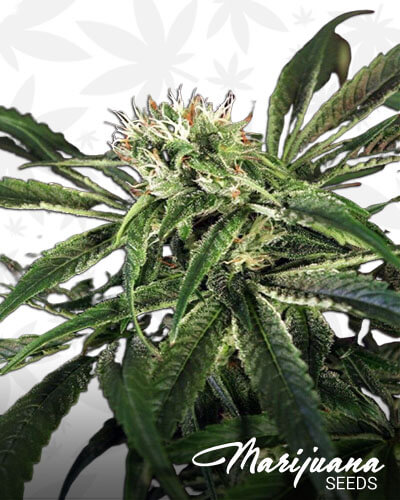 Amnesia 7