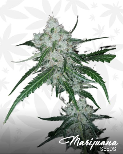 Amnesia Ganja Haze