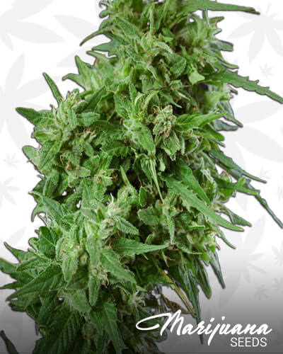 Amnesia Haze Ultra CBD
