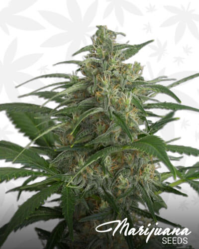 Amnesia Haze XL