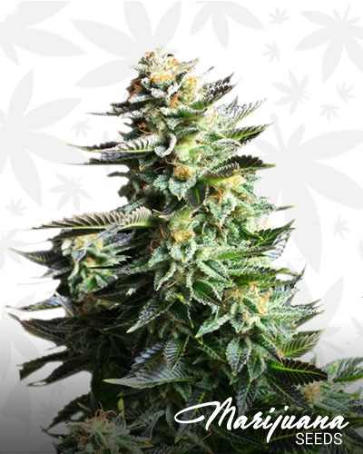 Amnesia Haze