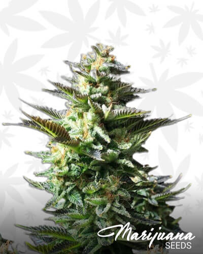 Amnesia Horrendus