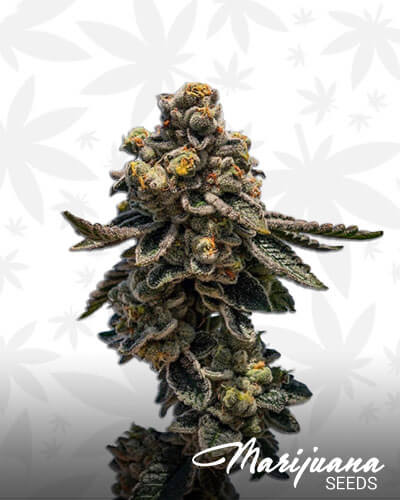 Amnesia Lemon Kush