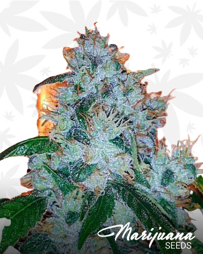 Amnesia OG