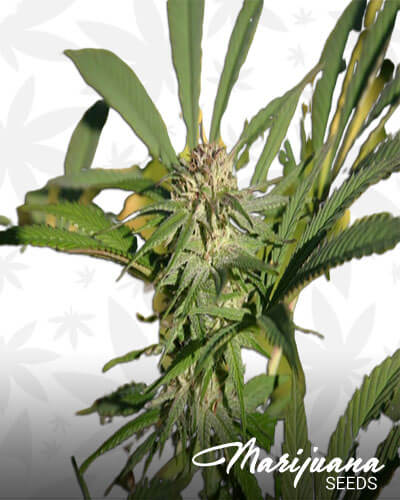 Amnesia x Hashplant 2