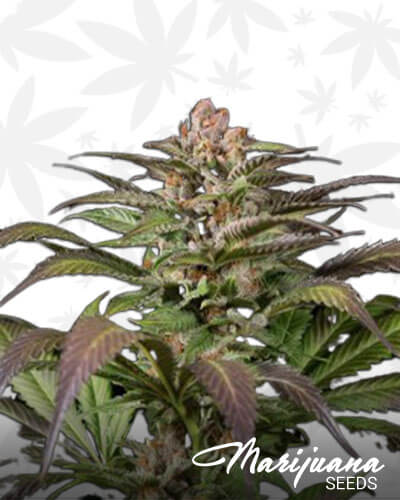 Amsterdam Blue