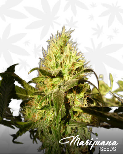 Amsterdam Plant Aka Asthma Plant