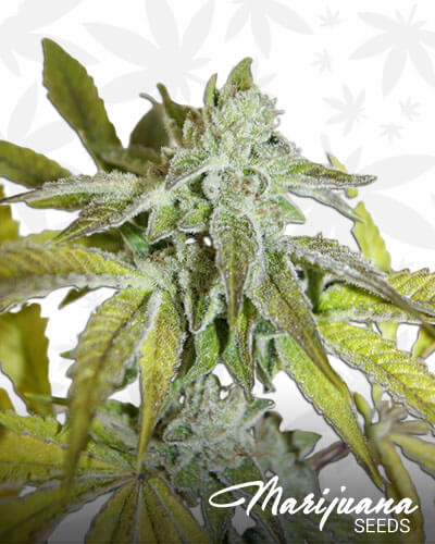Ancient Kush