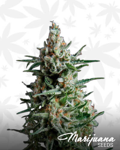 Anesthesia CBD