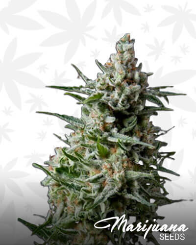 Anesthesia