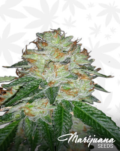 Angel OG