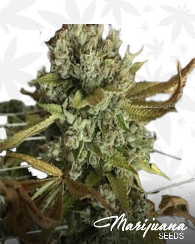 Animal Face x Kush Mints 11