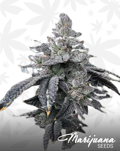 Ape Face Strain