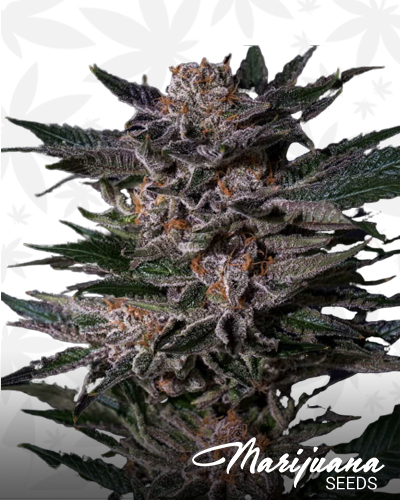 Apple Gelato Strain