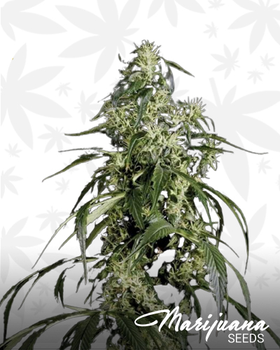Arjan’s Haze 1