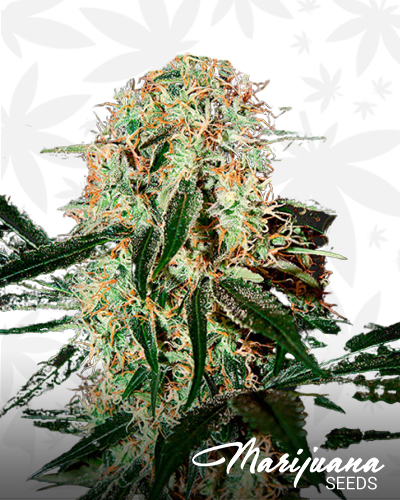 Arjan’s Haze 3