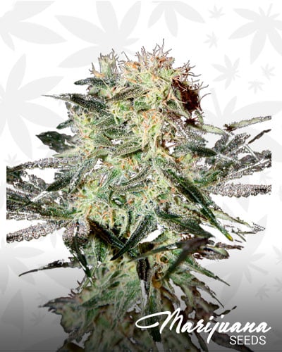 Arjan’s Strawberry Haze
