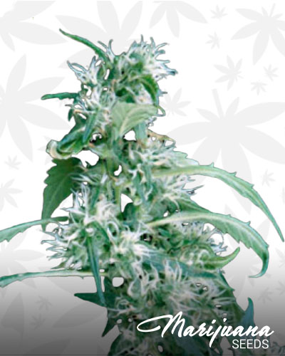 Arjan’s Ultra Haze 1 1