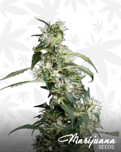 Arjan’s Ultra Haze 2