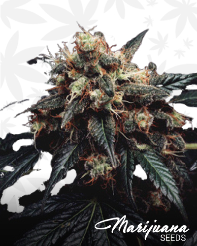 Armageddon Skunk