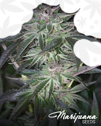 Arne’s Amnesia Chunk