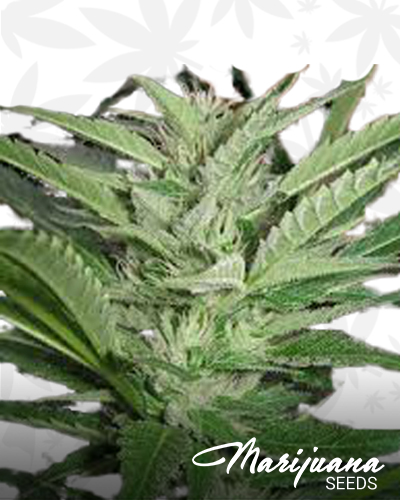 Arne’s Kush