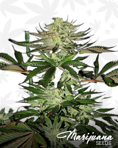 Arne’s Power Haze