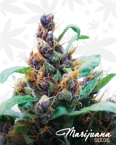 Arne’s Purple Cheese
