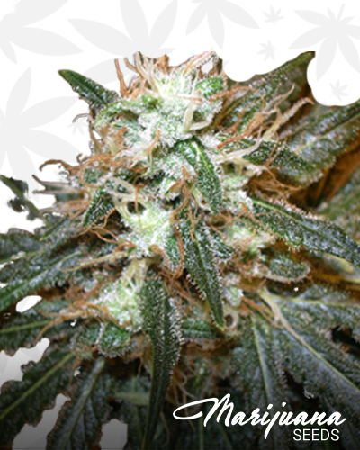 Atomic NL